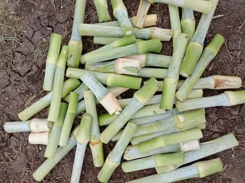 Super Napier Hybrid Seeds – High-Yielding Fodder Grass